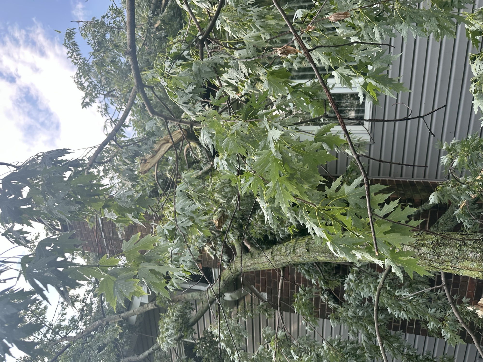 Fallen branches brick chimney