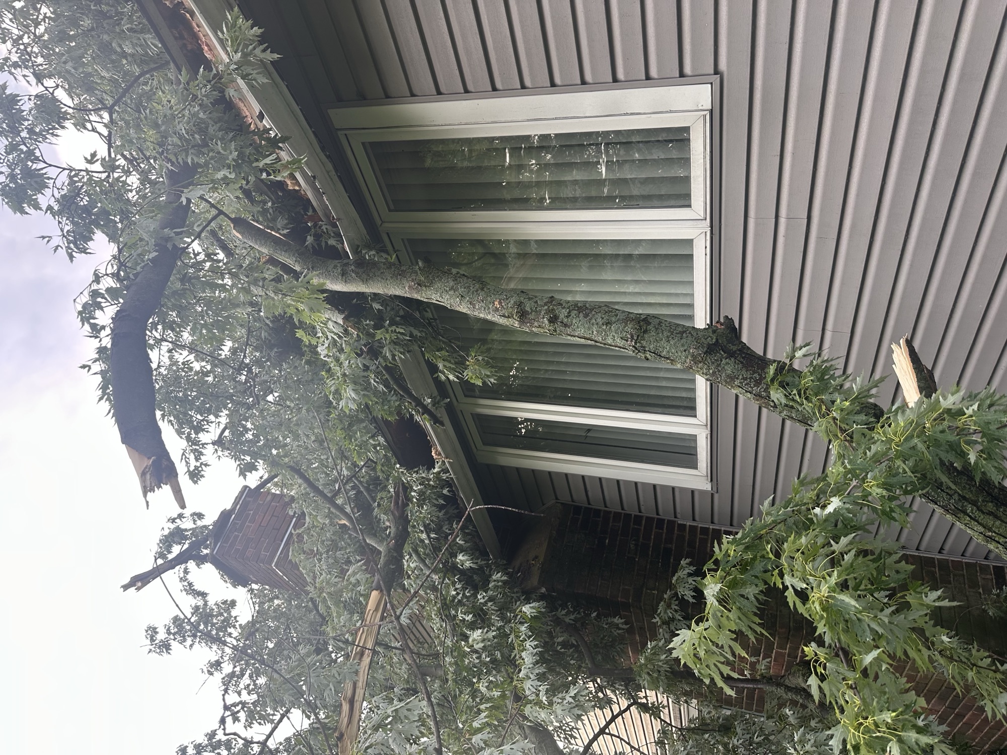 Fallen tree against house siding